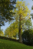 Tulpenbaum (Liriodendron tulipifera), vormals 4 Tulpenbäume u. 1 Schwarzkiefer