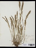 Herbarium