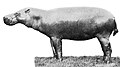 Archaeopotamus (image caption H. liberiensis adult male)