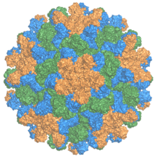 Kapsid des Tomato-bushy-stunt-Virus, Gattung Tombusvirus