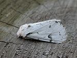 Acronicta leporina – seitlich