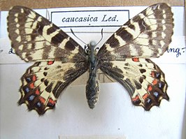 Allancastria caucasica