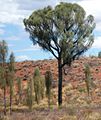 Allocasuarina decaisneana