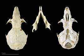 Skull of Apodemus sylvaticus - MHNT