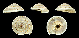 Architectonica perdix