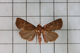 Athetis lineosa