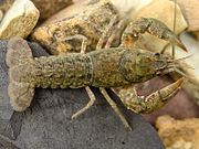 Cambarus unestami