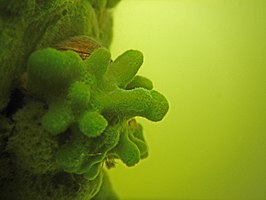 Spongilla lacustris