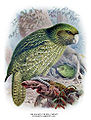 Kakapo Birds of New Zealand, by Walter Lawry Buller