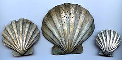 Chesapecten Jeffersonius, Outside