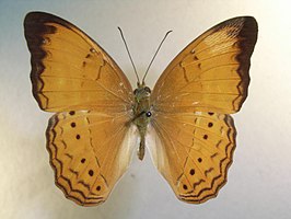 Cirrochroa malaya