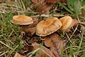 !Cortinarius hinnuleus!