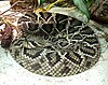 Eastern diamondback