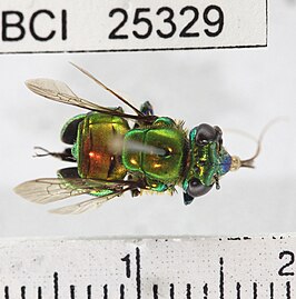 Euglossa dissimula