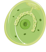 Metacercaria of cyst