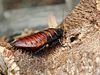 Female Madagascar hissing cockroach