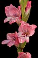 Gladiole (Gladiolus ochroleucus)