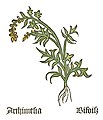 Teil I, Kapitel 12 Artemisia vulgaris