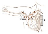 Lymph nodes of the upper limb and breast