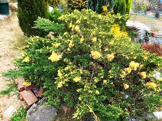 J. chinensis 'Expansa Variegata'