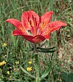 Lilium bulbiferum o giglio rosso