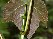 underside of young leaf with stipules