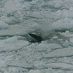 Antarctic minke whale