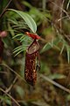 Nepenthes muluensis