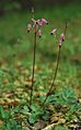 Primula hendersonii