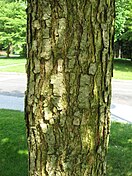 bark