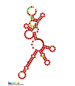 Listeria snRNA rli26: Predicted secondary structure taken from the Rfam database. Family RF01462.