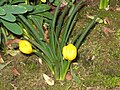 Sternbergia lutea