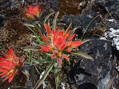 Indian Paintbrush in bloom