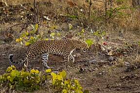 Leopard im Tadoba-Andhari-Tigerreservat