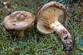 !!!Paxillus involutus!!!