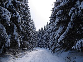 Het Hertogenwoud onder de sneeuw