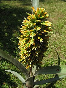 Aechmea tocantina in cultivation at the Botanical Garden of the University of Heidelberg, Germany