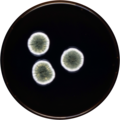 Aspergillus puulaauensis growing on MEAOX plate