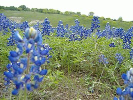 Blauwe lupine