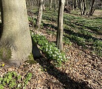 Buschwindröschen (Anemone nemorosa) / vorne Scharbockskraut (gelb)