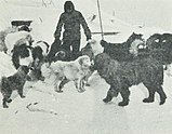 Dogs of the Southern Cross Expedition