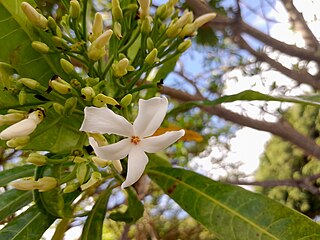 Inflorescence