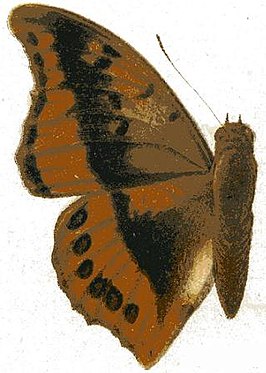 Charaxes nichetes