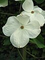 Cornus 'Eddie's White Wonder'