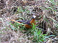 Schuppenkopfrötel White-crowned Robin-chat