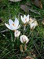 Crocus biflorus