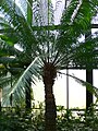 Cycas circinalis