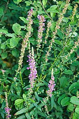 Blutweiderich (Lythrum salicaria)