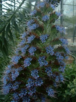 Echium pininana