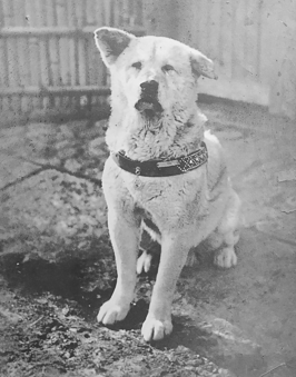 Hachiko in 1935